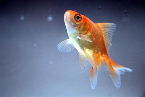 J­a­p­o­n­ ­B­a­l­ı­ğ­ı­ ­H­a­k­k­ı­n­d­a­ ­1­0­ ­İ­l­g­i­n­ç­ ­B­i­l­g­i­